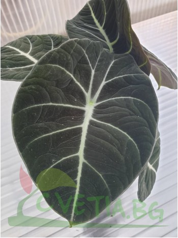 Alocasia Black Velvet Alocasia Black Velvet
